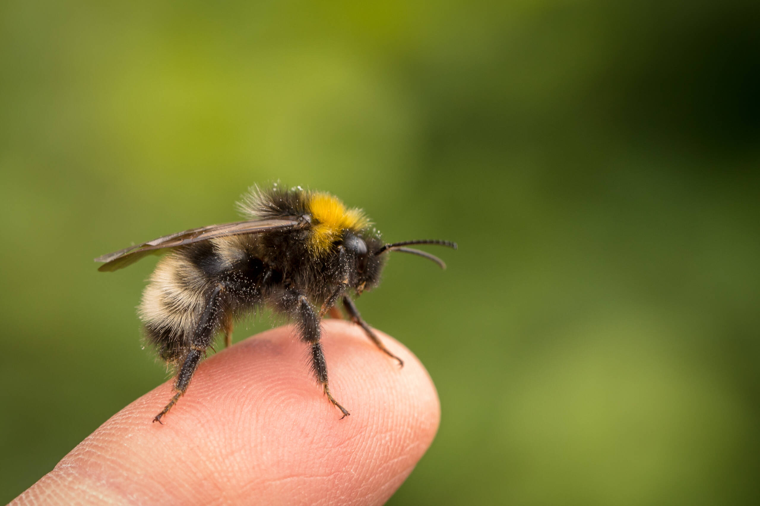 Bombus norvegicus, a species of cuckoo bumblebee, male insect sitting on a human finger