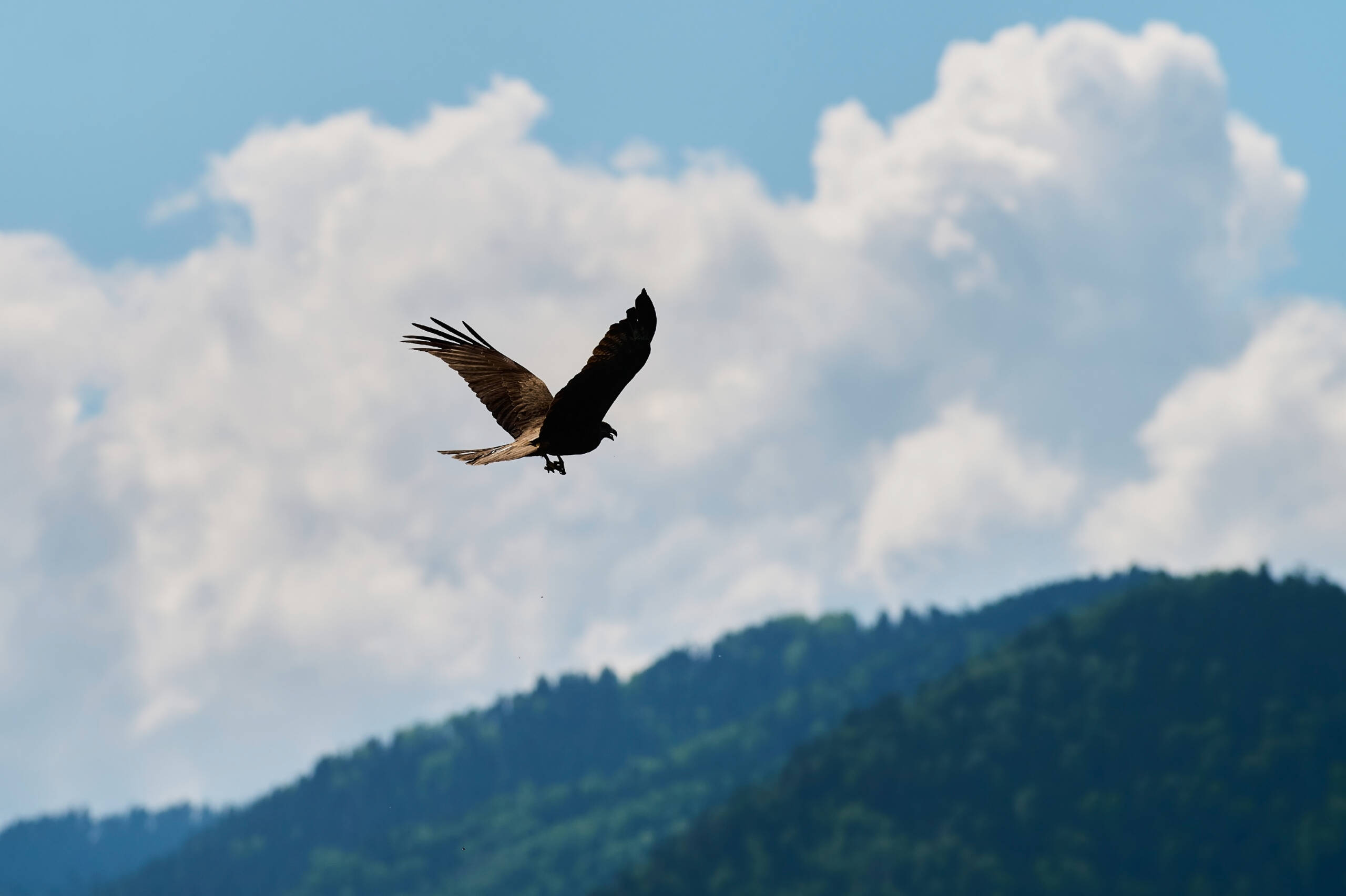 Silhouette Steppe eagle flying under the bright sun and cloudy sky in summer