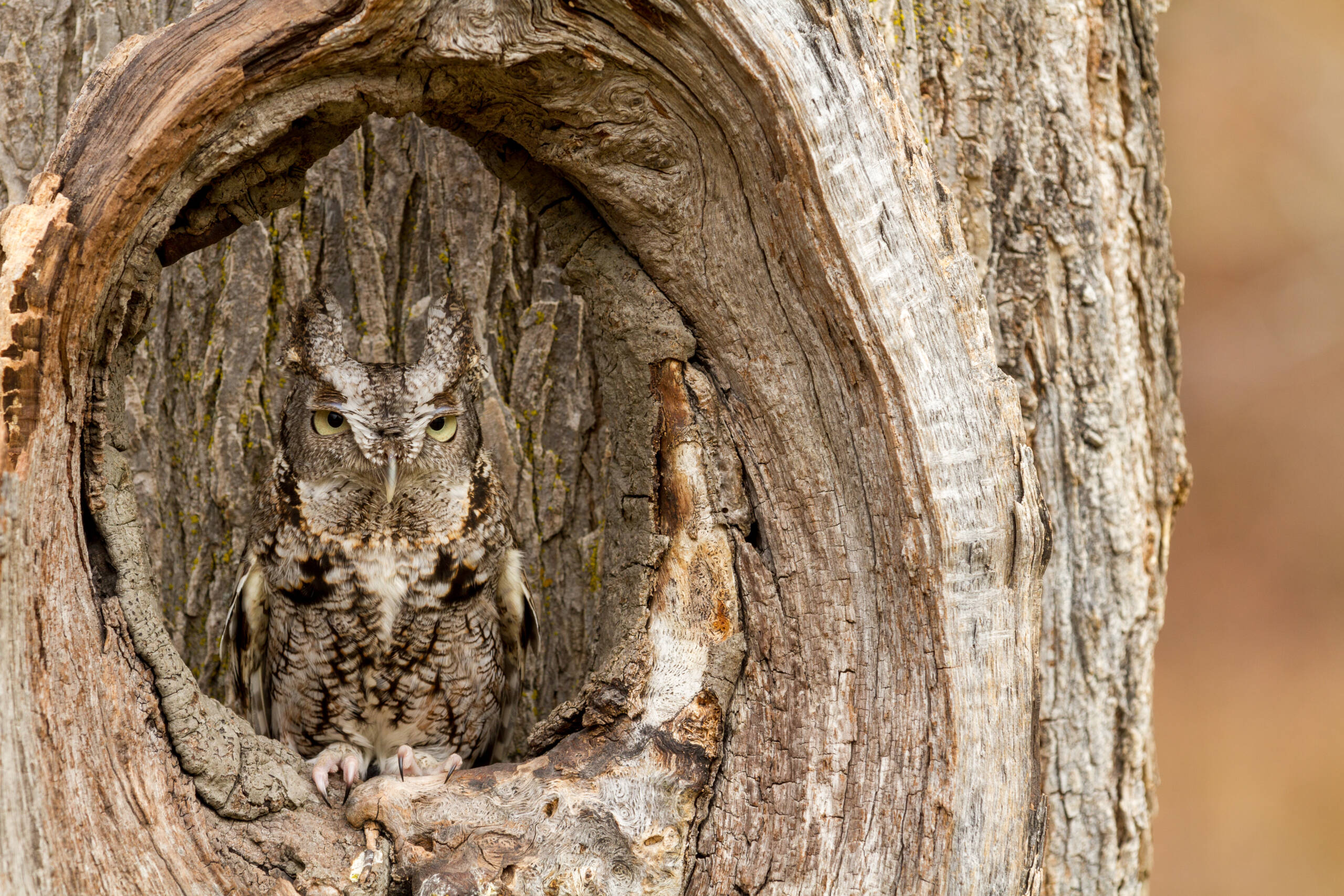 An eastern screech owl tucking into a tree trunk