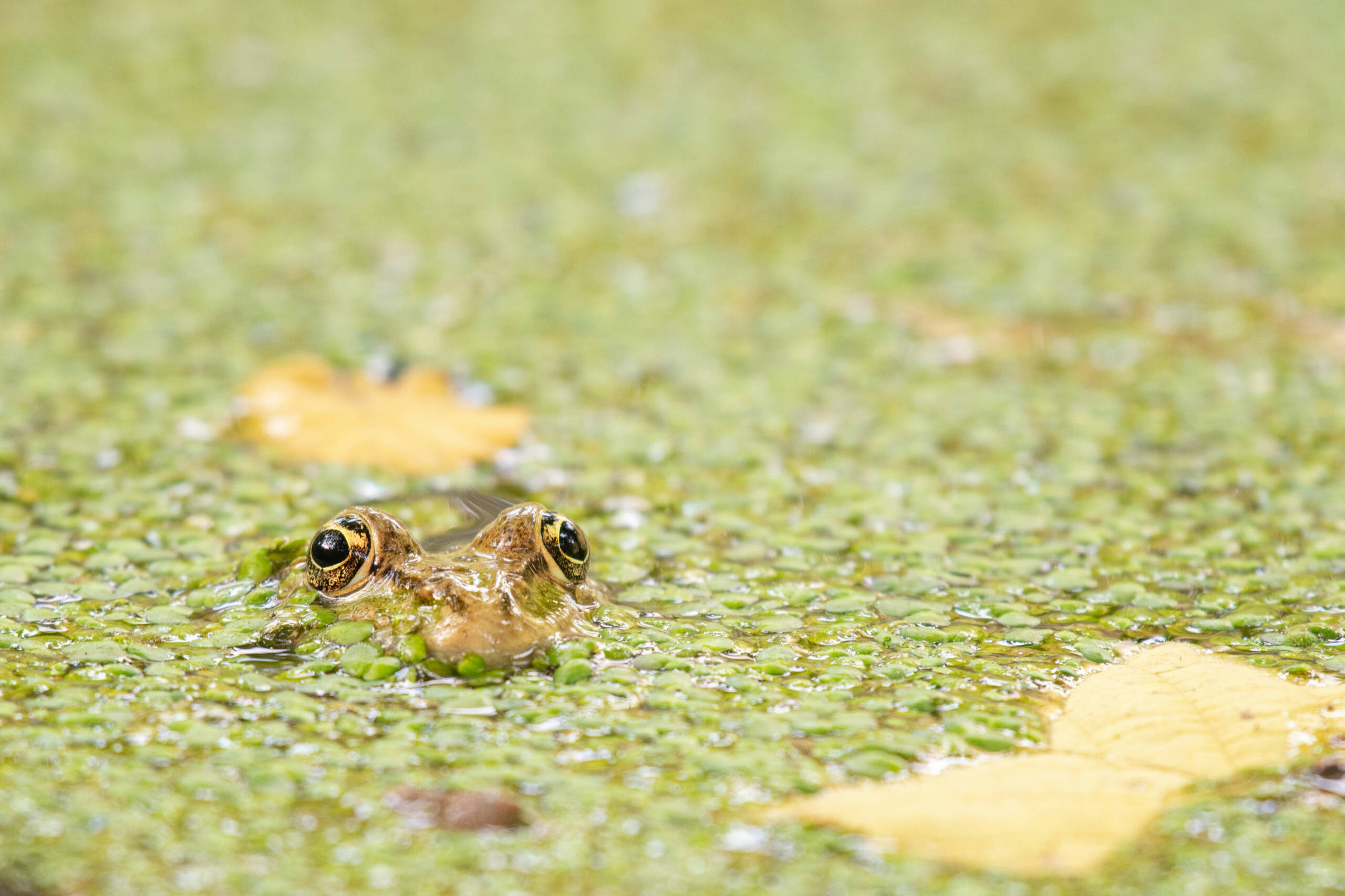 European green Marsh Frog Pelophylax ridibundus, hiding in lemna