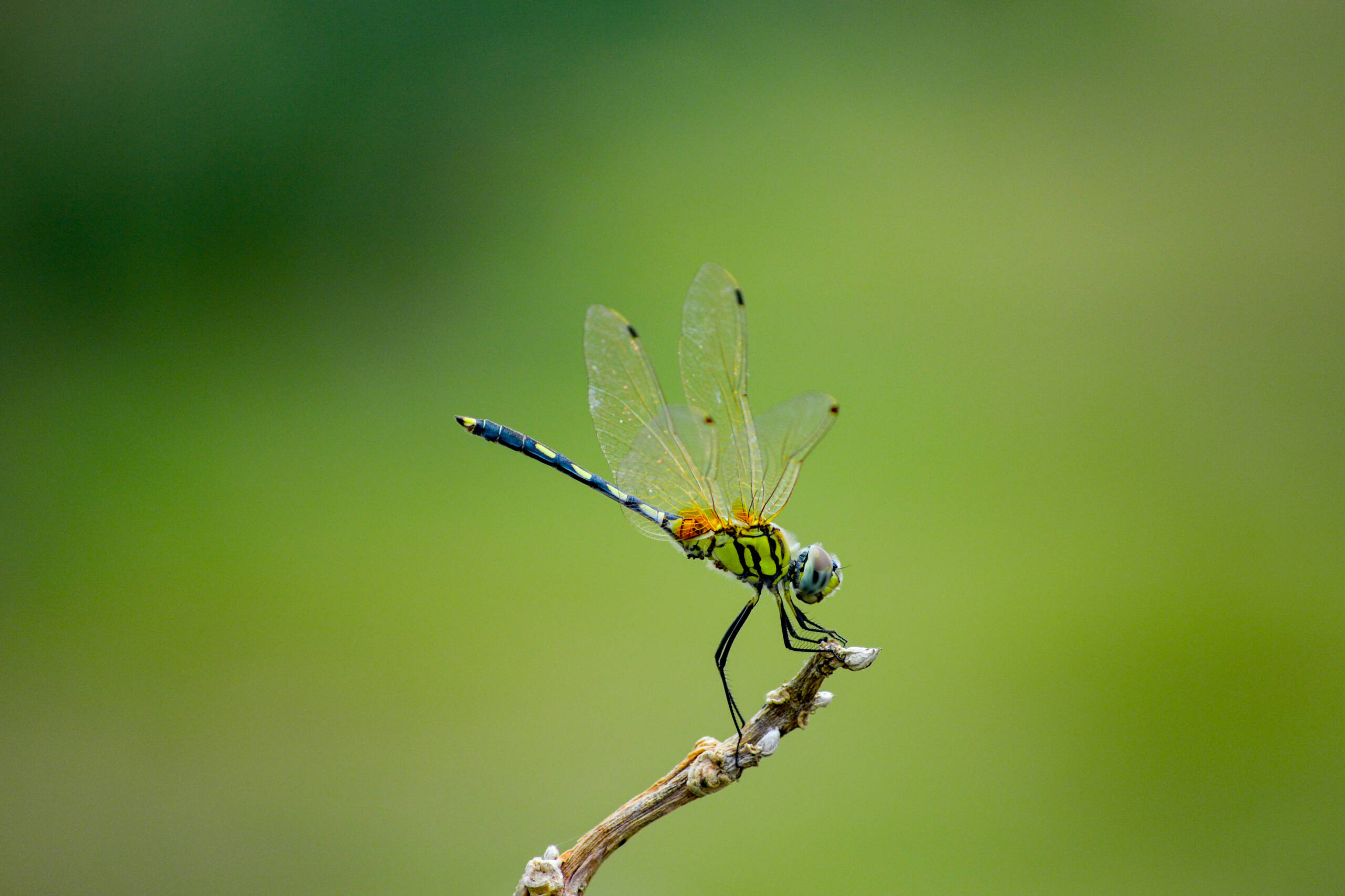 dragonfly