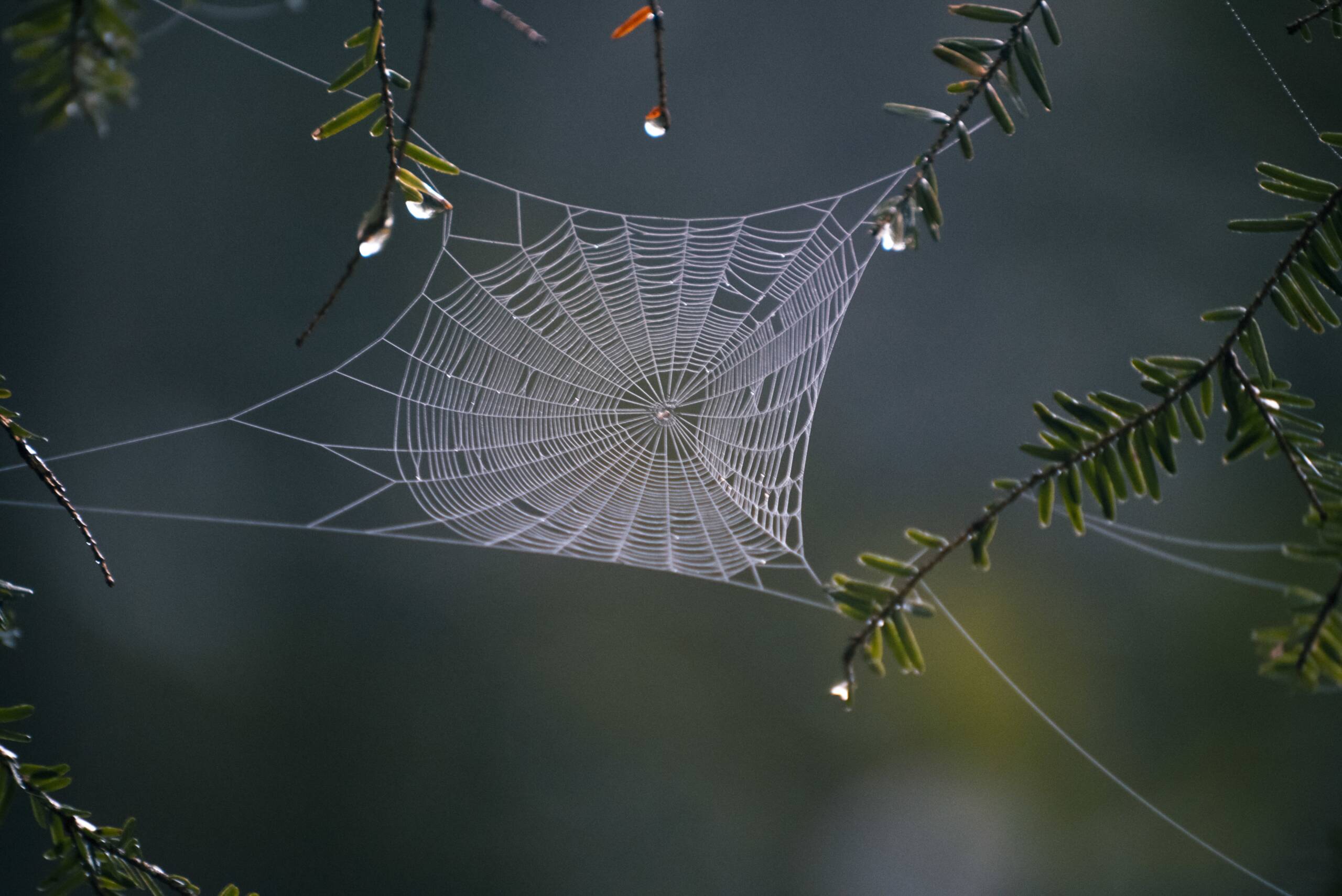 Closeup selective focus shot of a spider web in the middle of the forest