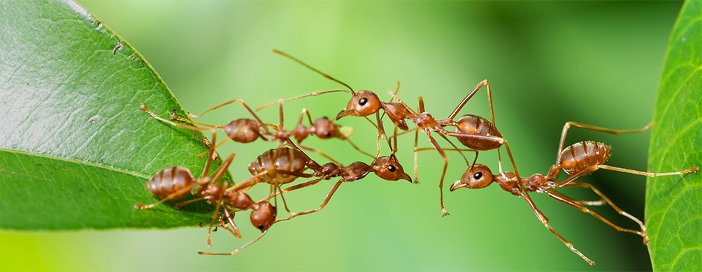 teamwork_ants_2
